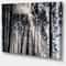 Designart - Sunbeams through Black White Forest - Forest Canvas Wall Art Print